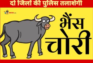 सपा नेता आजम खां की भैंस के बाद चर्चा में हल्द्वानी की भैंसे