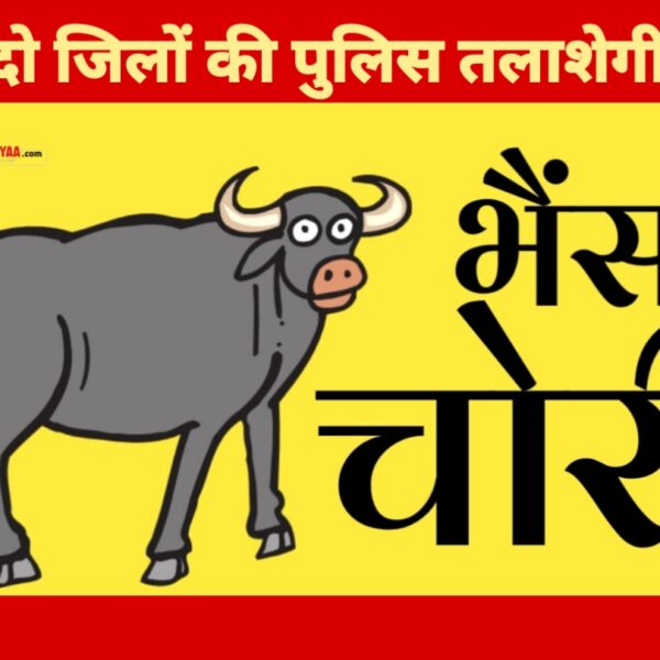 सपा नेता आजम खां की भैंस के बाद चर्चा में हल्द्वानी की भैंसे