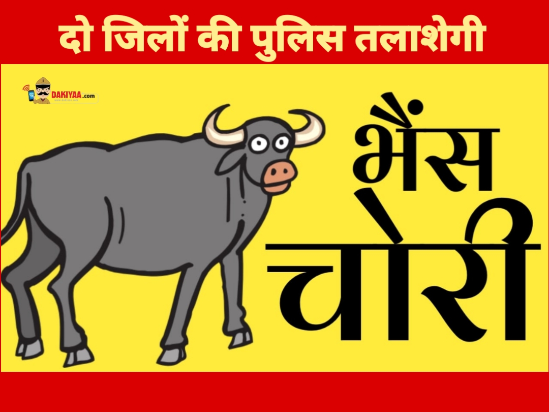 सपा नेता आजम खां की भैंस के बाद चर्चा में हल्द्वानी की भैंसे