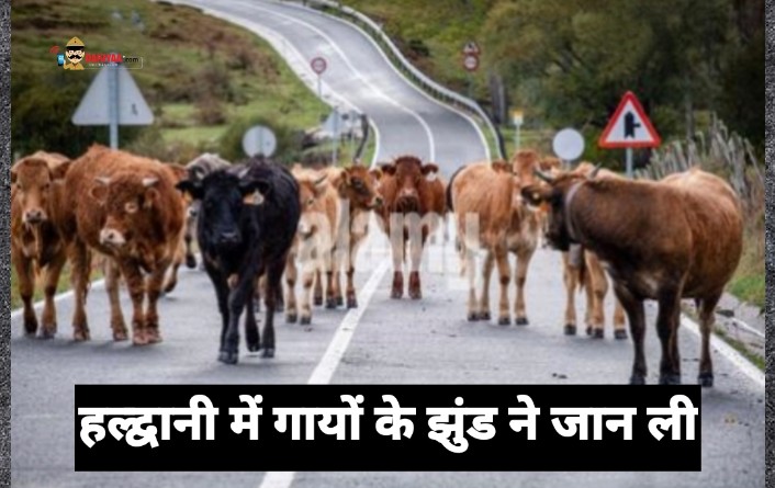 कालाढूंगी रोड पर आधी रात गायों के झुंड से टकरा कर बाइक सवार की मौत