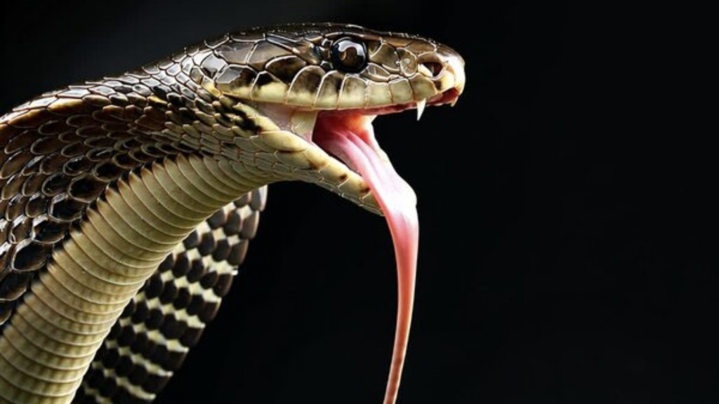 पत्नी को किंग कोबरा ने डसा, पति बोला-लाश दो इलाज कराउंगा