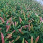 कमलेश महतोलिया ने उगाई फूलों की खेती।