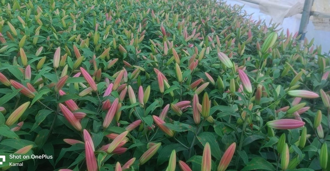 फूलों की खेती से महकी किस्मत, गुजरात छोड़ गुलजार किया पहाड़